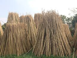 Trúc nguyên liệu - Cao Bằng Bamboo - Công Ty CP Xây Dựng Và Chế Biến Trúc Tre Xuất Khẩu Cao Bằng